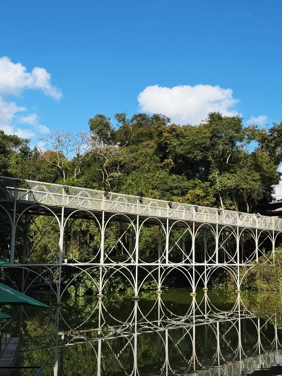 Ponte entre árvores